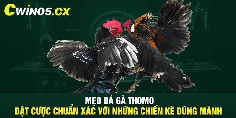 Mẹo đá gà Thomo - Đặt cược chuẩn xác với những chiến kê dũng mãnh