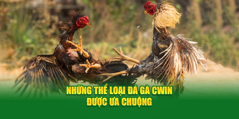 Những thể loại đá gà Cwin được ưa chuộng